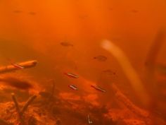 Mosquito Larvae, The Aquarium, Aquatic Plants, The Fish, Fish