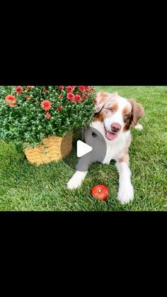 a brown and white dog standing next to a potted plant on top of grass