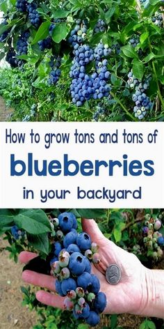 blueberries growing on the bush with text overlay how to grow tons and tons of blueberries in your backyard