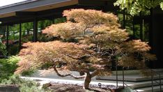 a bonsai tree in front of a building with steps leading up to the entrance