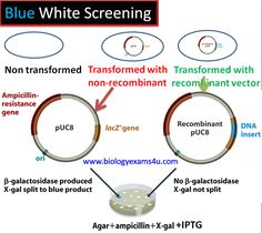 blue white screening is shown in this diagram