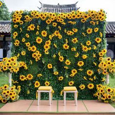 two yellow chairs sitting in front of a wall covered with sunflowers