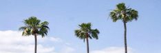 three palm trees in front of a blue sky