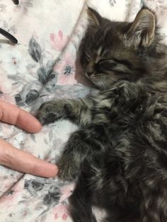 a small kitten laying on top of a bed next to a persons hand