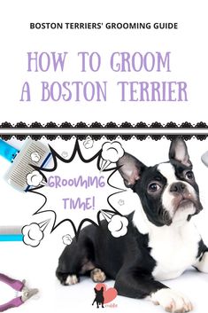 a boston terrier laying on the ground next to grooming tools and text that reads, how to groom a boston terrier