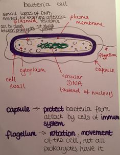 a diagram of the structure of an animal cell