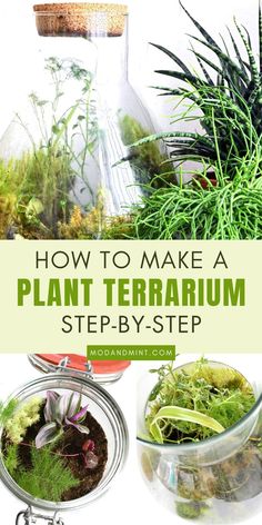 how to make a plant terrarium step by step