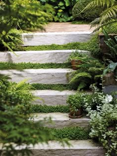 an outdoor garden with steps and plants