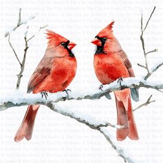 two red birds sitting on top of a tree branch in the snow with their beaks open