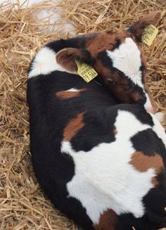 a brown and white cow laying on top of dry grass with yellow tags around it's ears