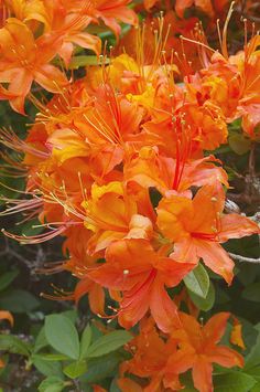 an orange flower is blooming in the garden