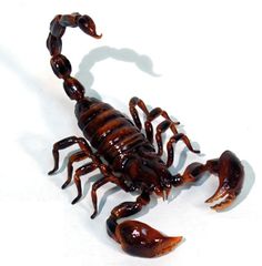 a scorpion is shown on a white background