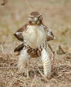 an owl standing on its hind legs in the grass