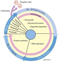 the diagram shows how cells interact with each other in an interphageal cycle