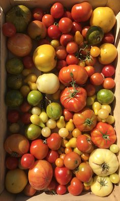 a box filled with lots of different types of tomatoes