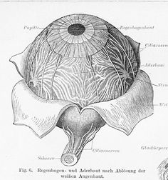 an old book page showing the structure of a flower