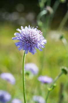 a purple flower is in the middle of some flowers