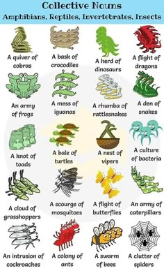 an image of different types of insects