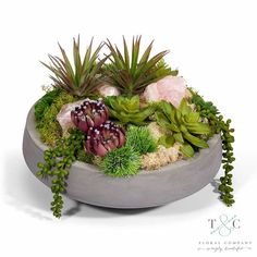 an arrangement of succulents and other plants in a concrete bowl on a white background