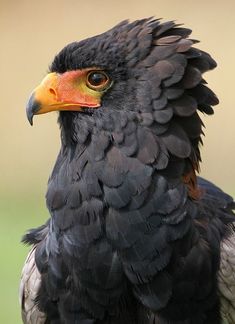 a close up of a bird with a yellow beak and black feathers on it's head