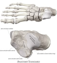 an image of the foot and ankle bones with labels on each side, labeled below