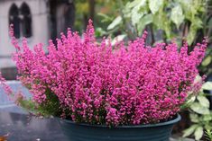 a potted plant with purple flowers in it