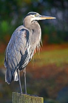 a large bird standing on top of a wooden post