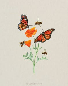 three monarch butterflies on orange flowers with white background