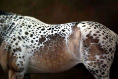 a white and brown spotted horse with spots on it's back legs, standing in front of a black background