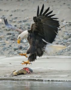 an eagle spreads its wings as it lands on the ground