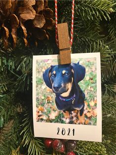 a christmas ornament with a photo of a dog hanging from it's side