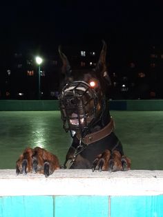 a dog with its head on the edge of a swimming pool wearing a muzzle and harness