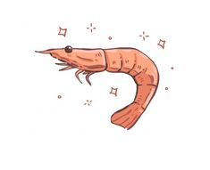 a drawing of a shrimp on a white background