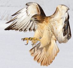 a brown and white bird flying through the air with it's wings spread open