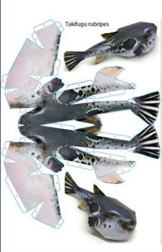 an image of fish in different stages of development