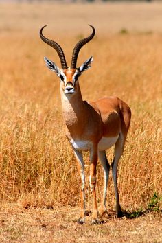 an antelope standing in the middle of a dry grass field with long horns