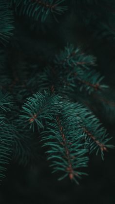 closeup of pine needles on a tree with dark green and red colors in the background