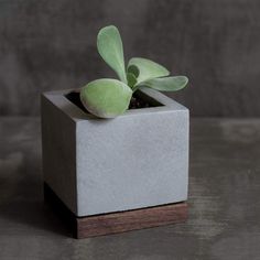 a small plant in a square concrete pot