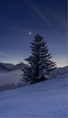 a lone pine tree in the middle of a snowy field at night with a full moon behind it