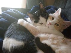 two cats cuddle together on a blanket