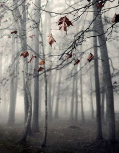 trees in the fog with leaves falling from them