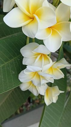 two white and yellow flowers on a tree