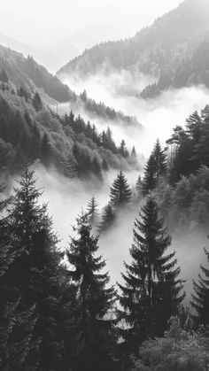 black and white photograph of trees in the mountains with fog coming from them, on a misty day