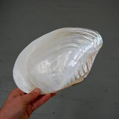 a person holding a large white shell in their left hand and another one on the other side