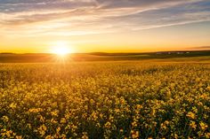 the sun is setting over a field full of wildflowers