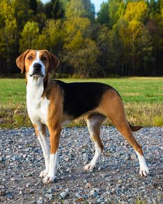 a brown and white dog standing on top of a gravel covered field with trees in the background