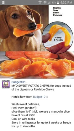 Discover Books | Dog food recipes, Homade dog treats, Healthy dog food recipes
