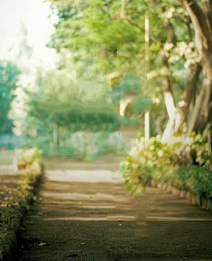 an empty pathway with trees and bushes in the background