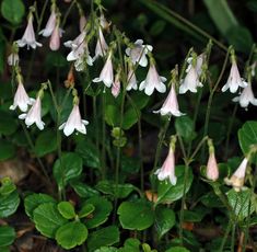 small white flowers with green leaves in the foreground and on the right side of the frame