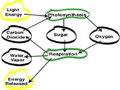 a diagram showing the process of photosyntheism to be used in water vapors